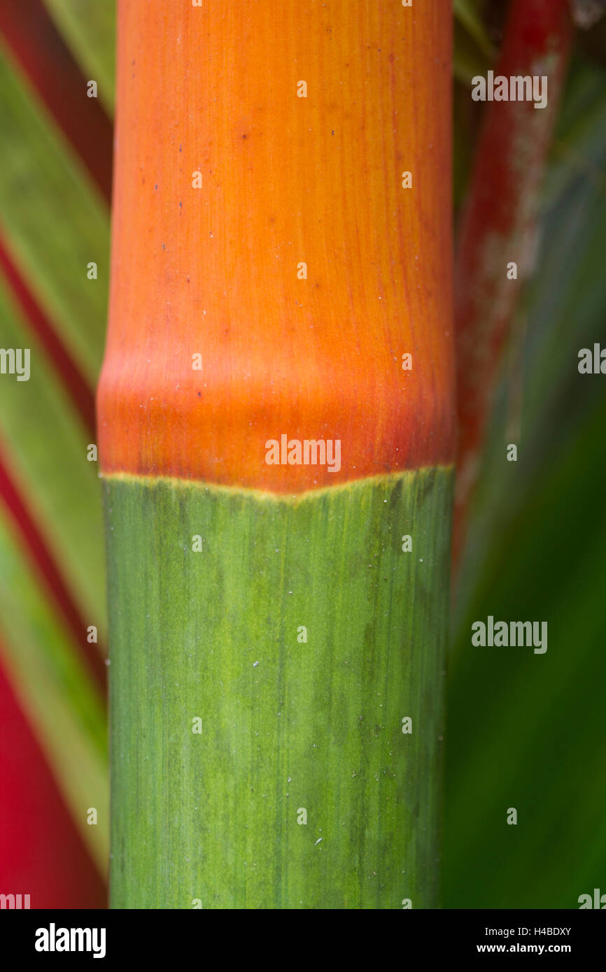 Rosso Verde piastra di crescita Foto Stock