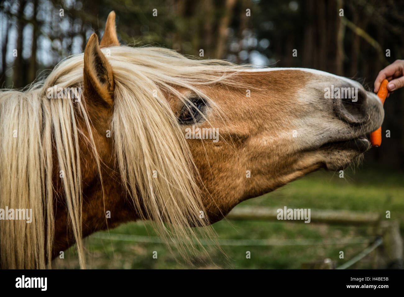 Haflinger viene alimentato Foto Stock