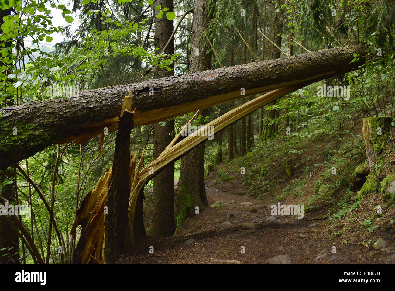 Rotture di tronco di albero su un sentiero vicino a Cavalese Foto Stock