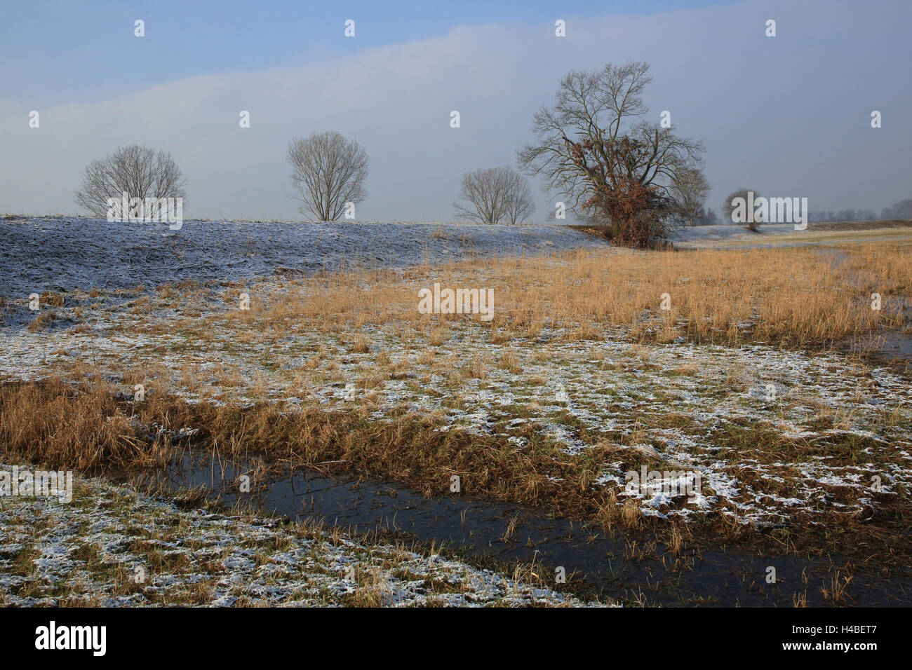 Scenario di prato in inverno Foto Stock