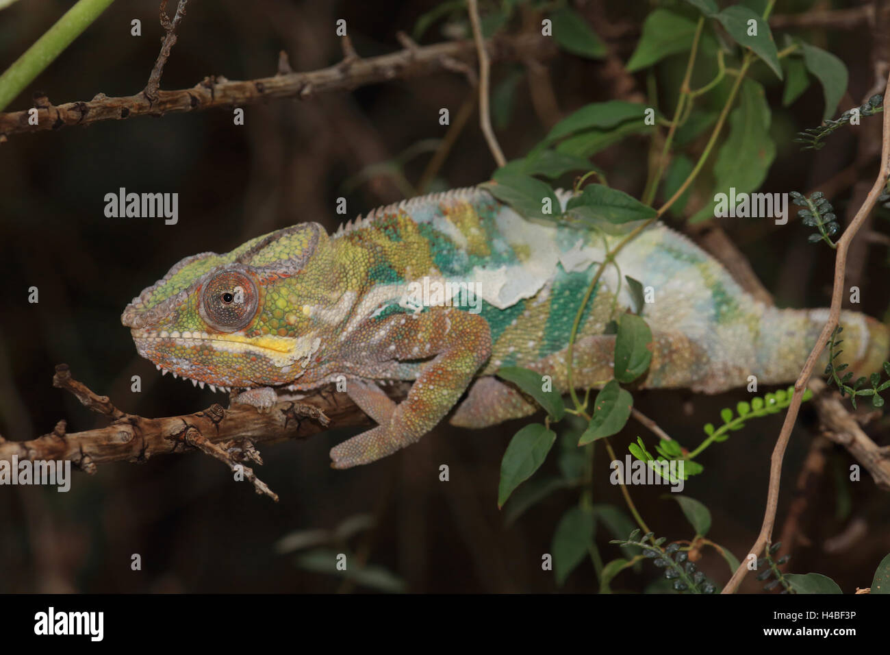 Panther chameleon moulting Furcifer pardalis Foto Stock