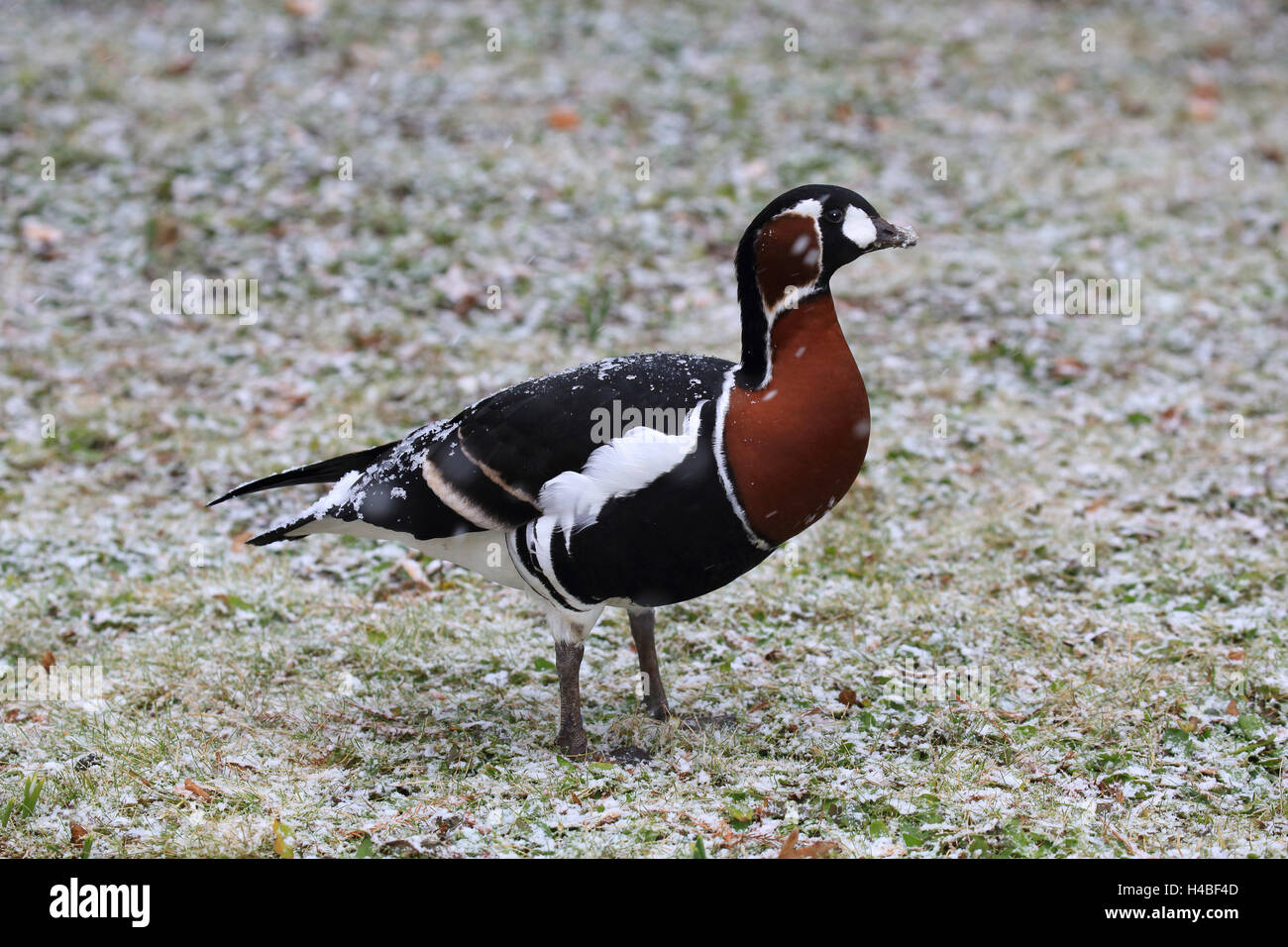 Red-breasted goose nel pilotaggio neve, Branta ruficollis Foto Stock