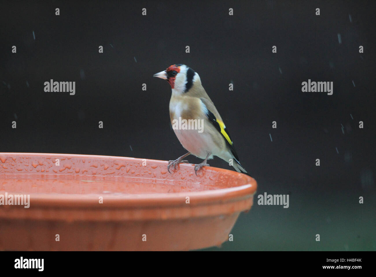Cardellino appollaiate su un abbeveratoio nel pilotaggio di neve, Carduelis carduelis Foto Stock