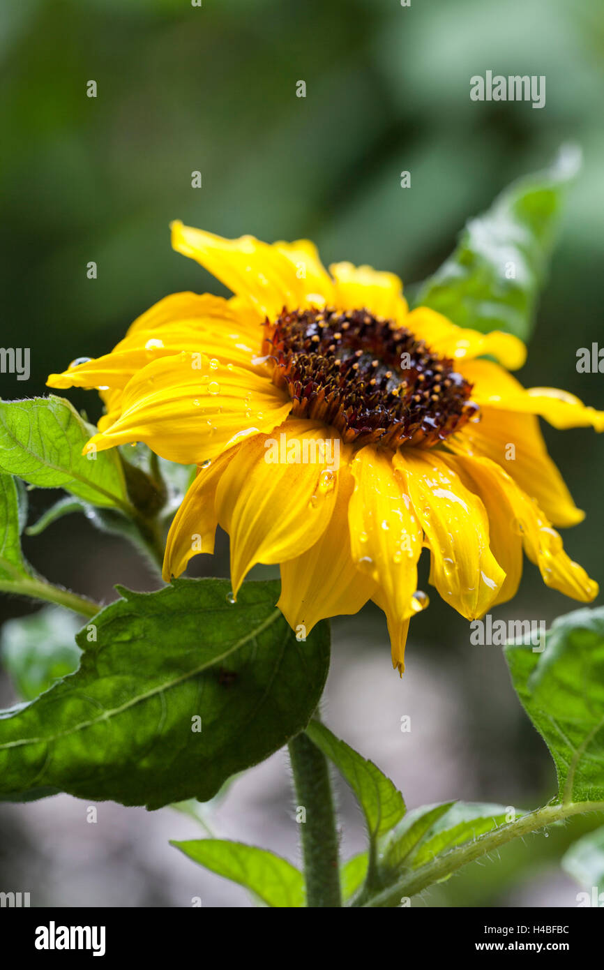 Semi di girasole, di gocce di acqua, Foto Stock