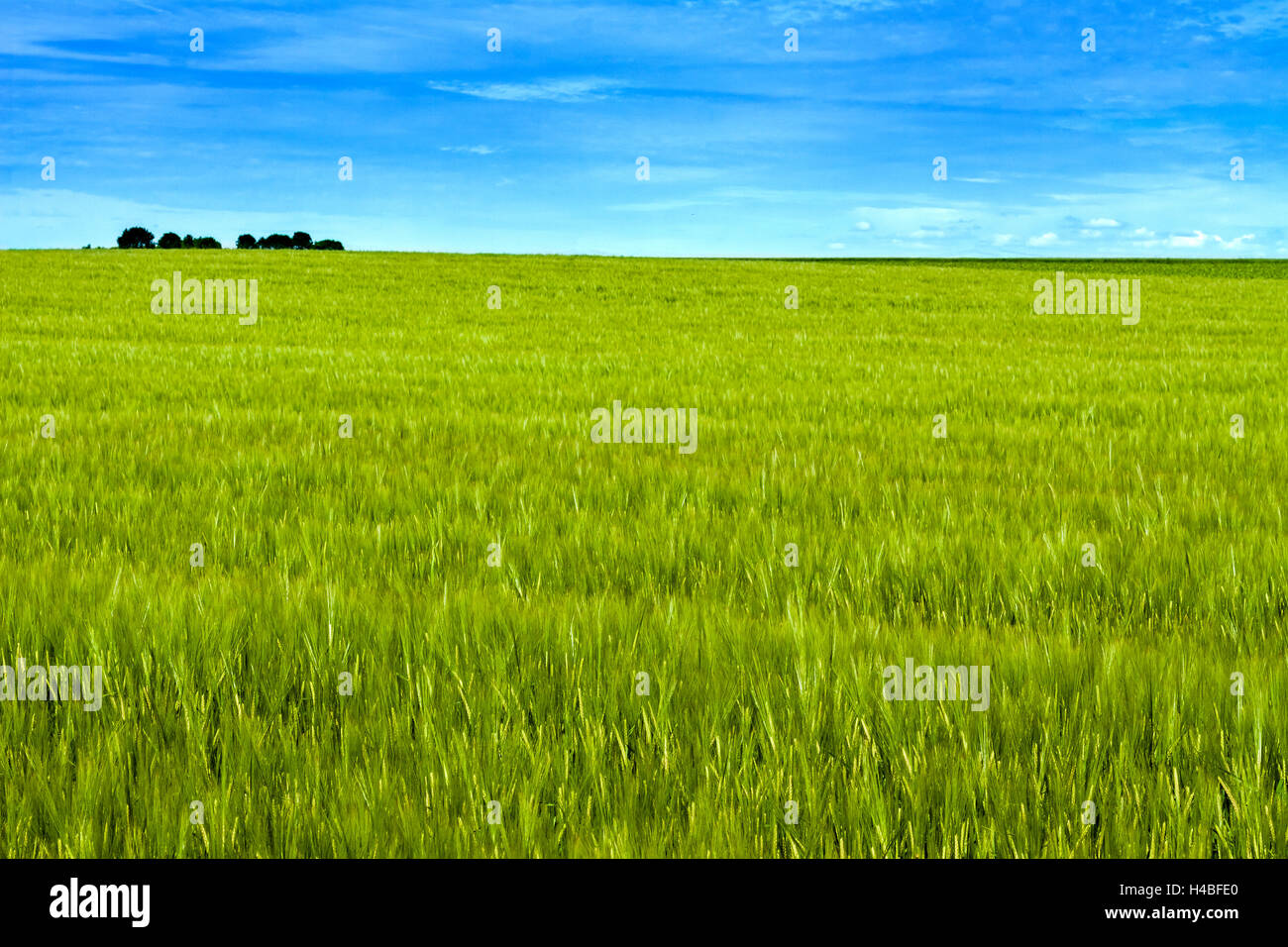 Campo di grano con cielo blu sullo sfondo Foto Stock