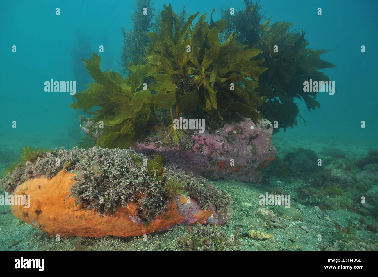 Massi covered con kelp sulla parte superiore e spugne incrostanti sul fondo Foto Stock