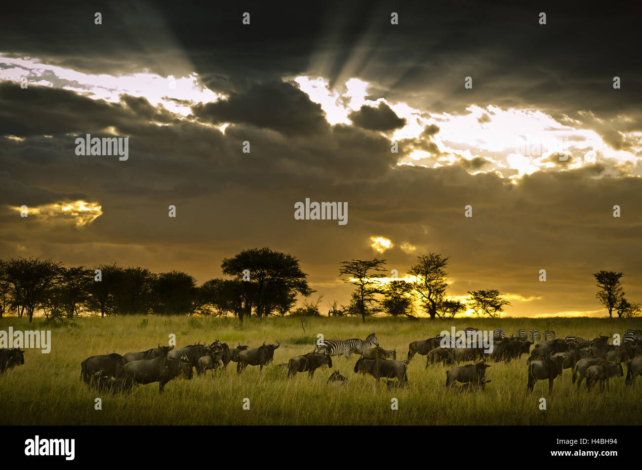 Africa Africa Orientale, Tanzania, Serengeti, mondo animale, gnus, zebre, Foto Stock
