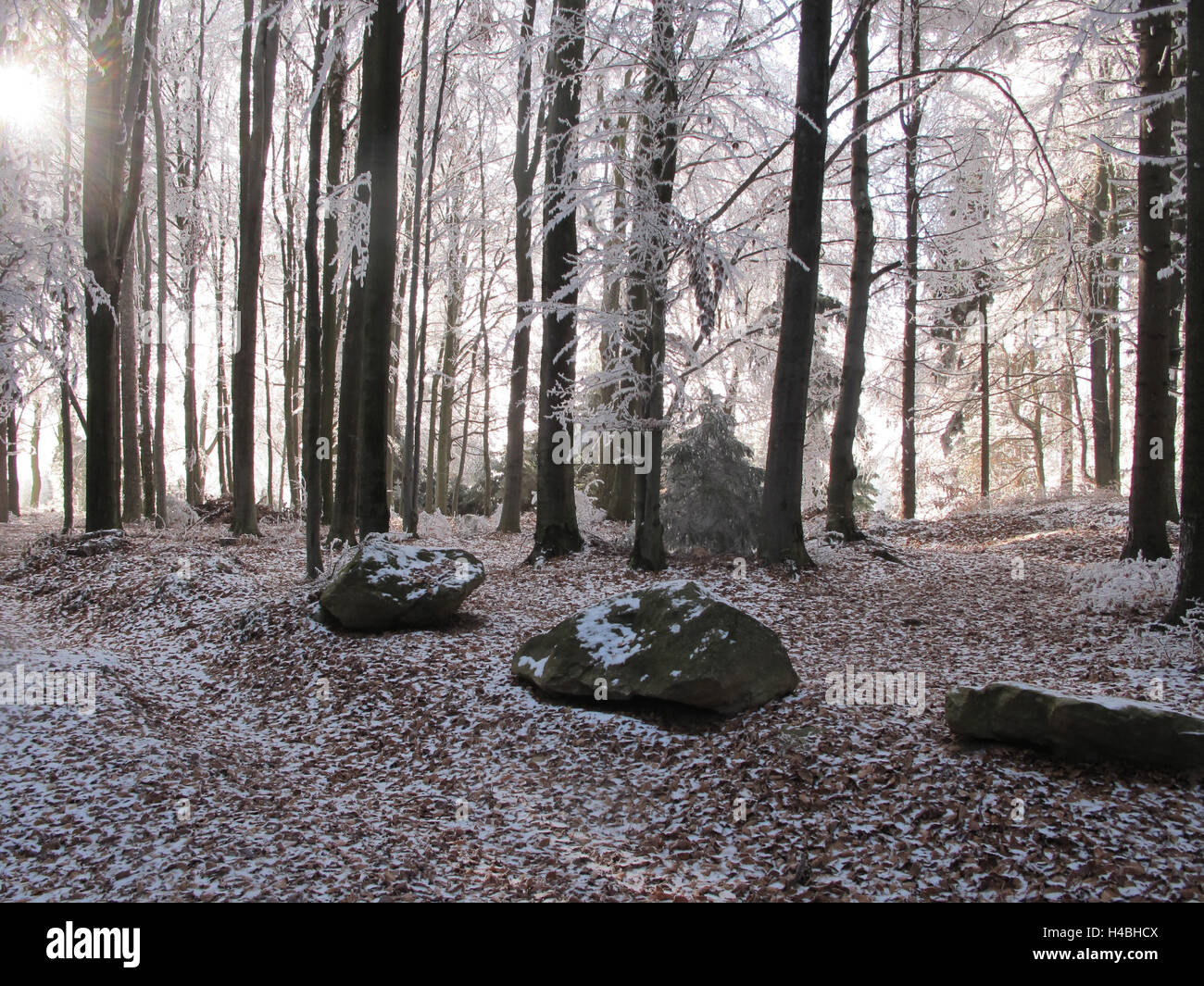 Cechia, Poldovka, foresta, freddo, gelo, il gelo a copertura di rami nel bosco Foto Stock