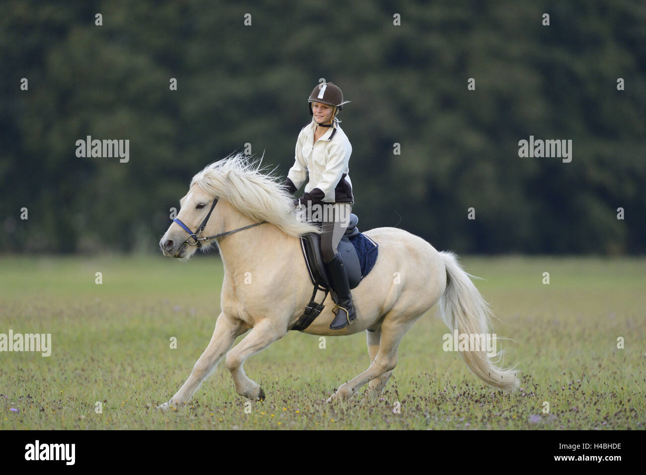 Ragazza adolescente, cavallo, cavallo islandese, prato, equitazione, vista laterale Foto Stock