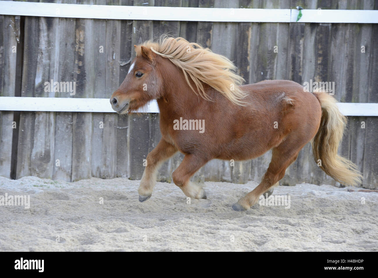 Mini pony Shetland, scuro sorrel, paddock, vista laterale, esecuzione Foto Stock