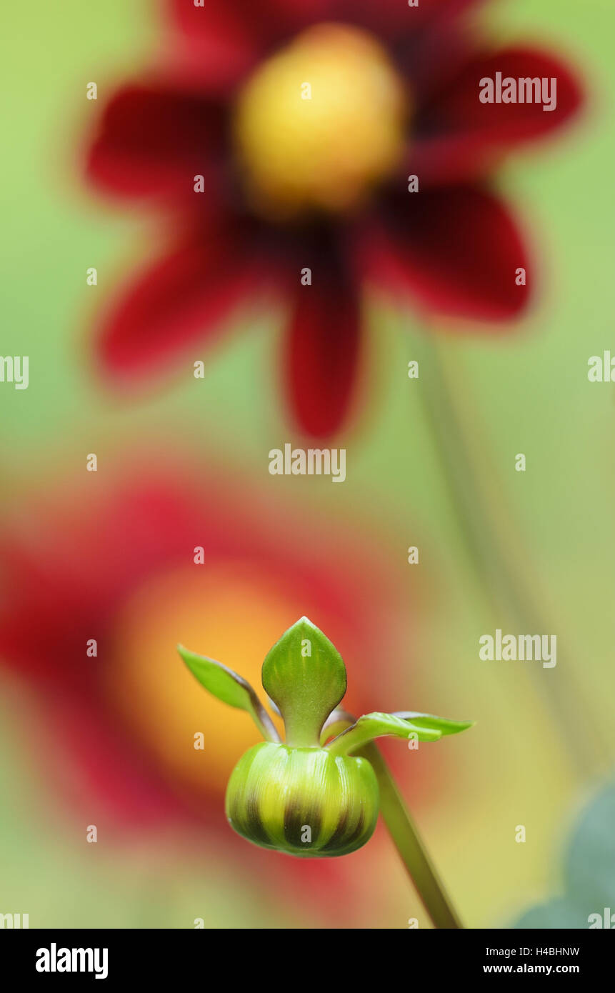 Top mix dalia, ibrido Dahlia 'Rood', fioriture, Bud, blur close-up, Foto Stock