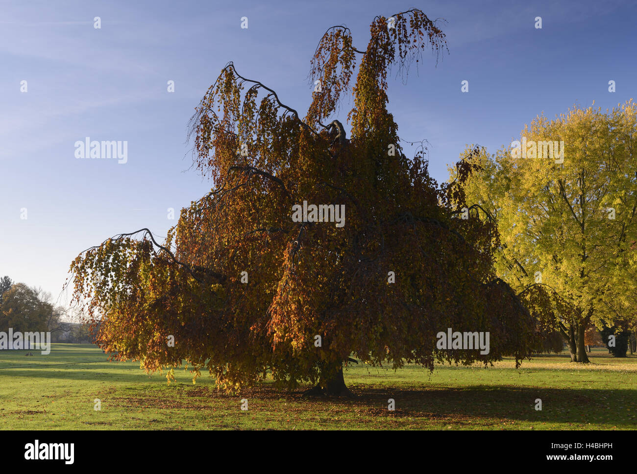 In Germania, in Renania settentrionale-Vestfalia, Colonia, parco del Reno, hang-libro, Fagus sylvatica pendula seguenti, autunno Foto Stock