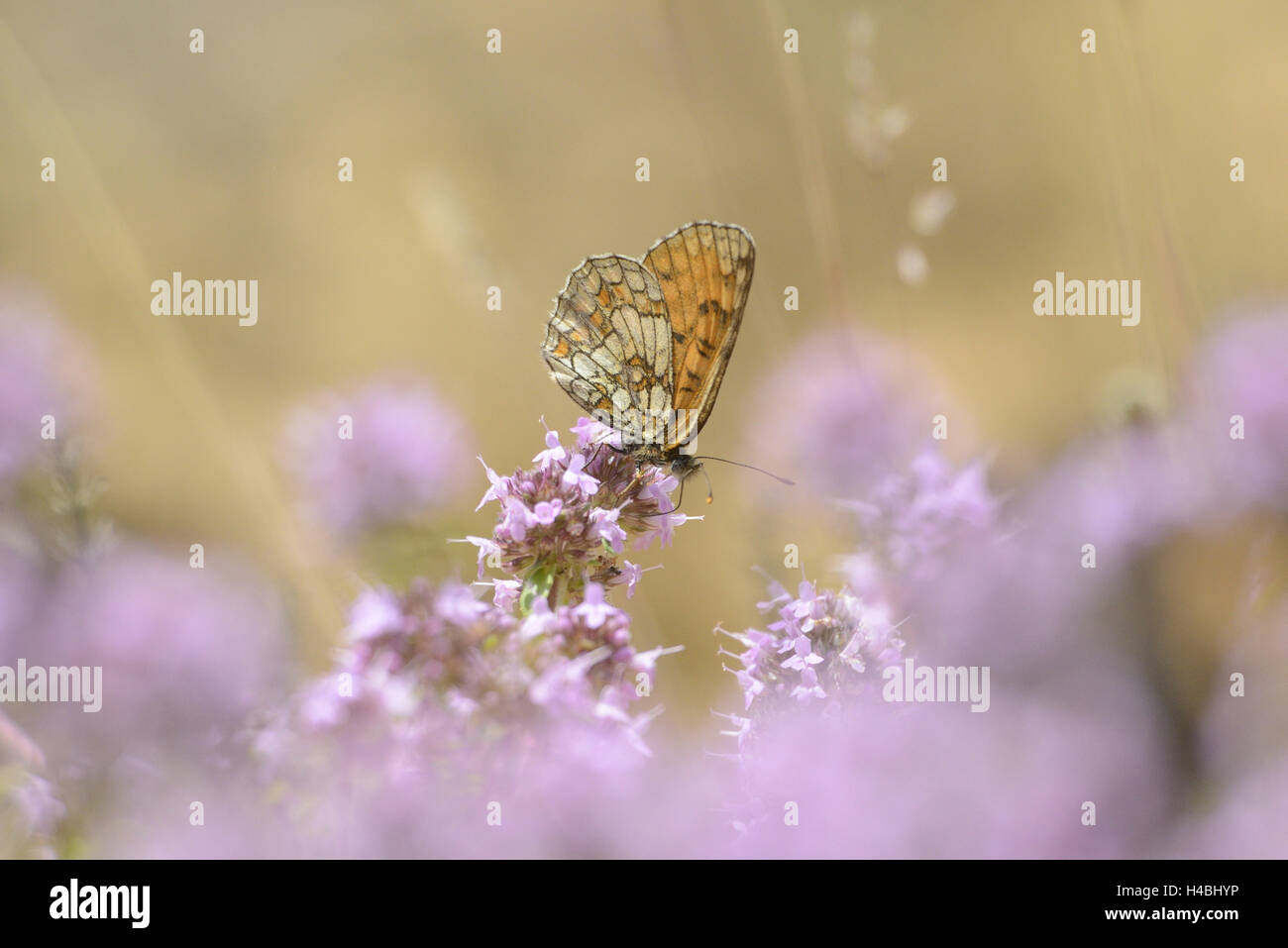 La quaglia frumento controllare le farfalle Melitaea athalia, timo blossom, sedersi a lato, Foto Stock