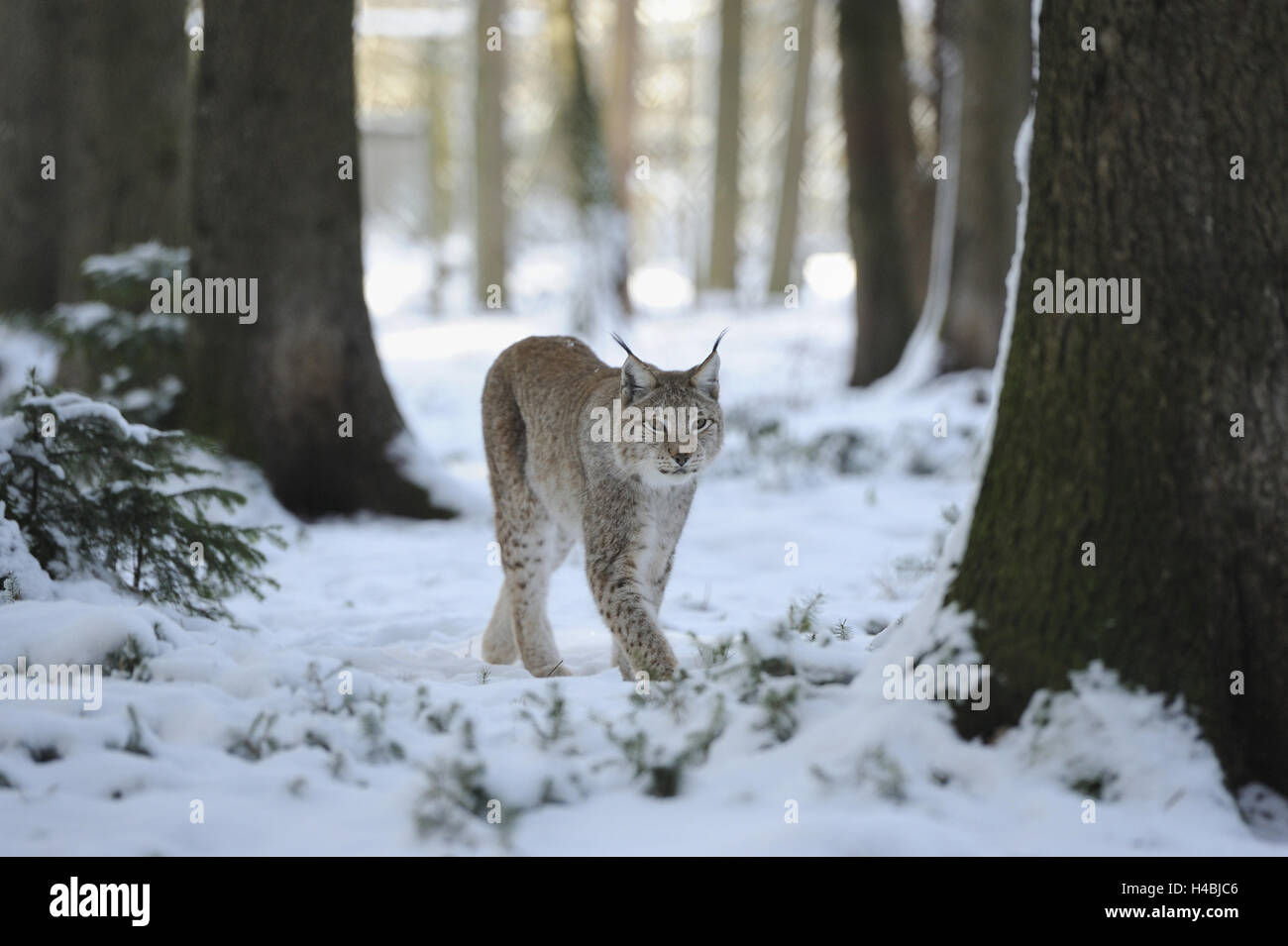 Eurasian, Lynx Lynx lynx, foresta, inverno, con testa, guardando la telecamera, Foto Stock