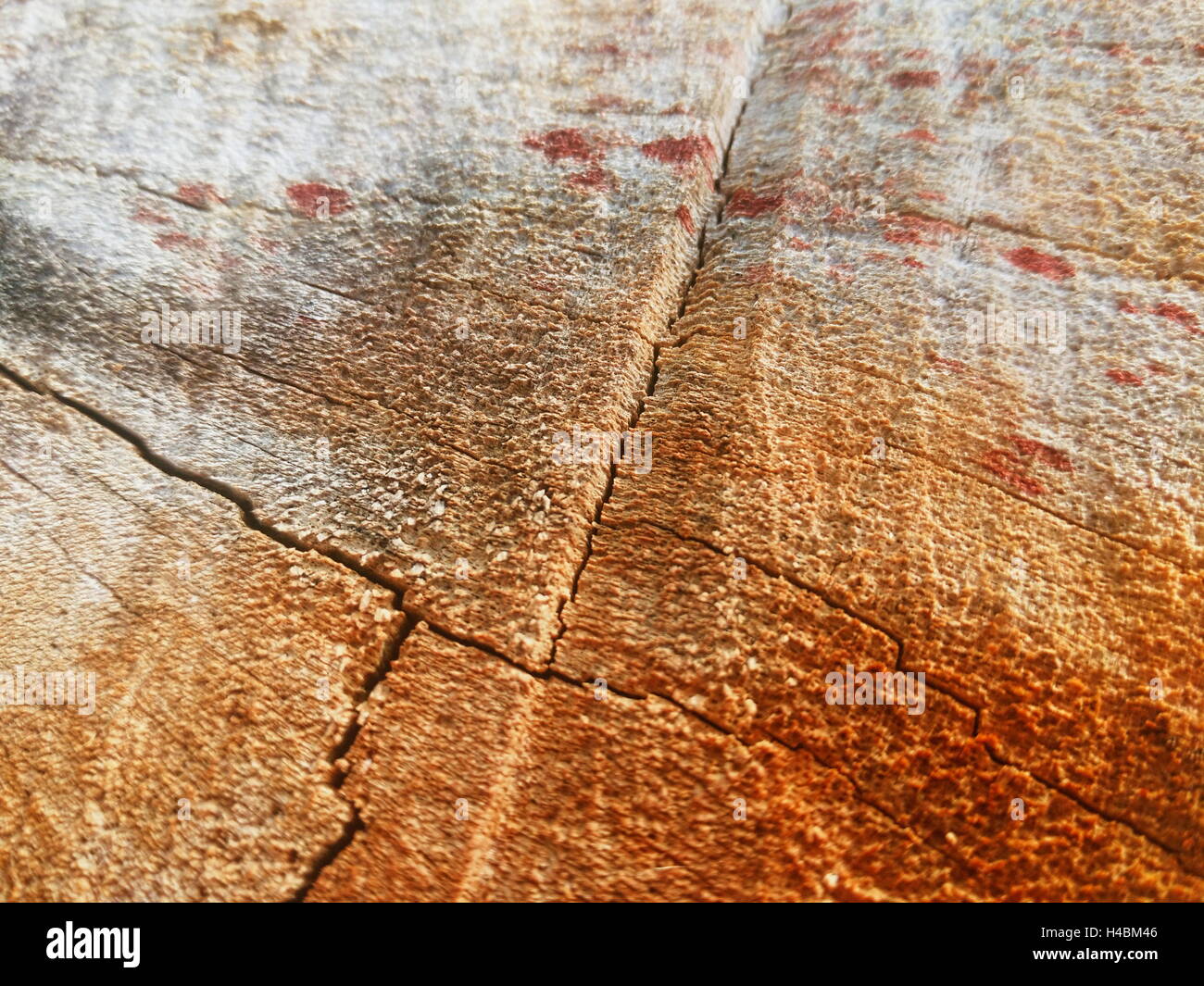 Closeup shot del nucleo interno di tagliare il legno vecchio texture, che mostra linee, crepe e macchie Foto Stock