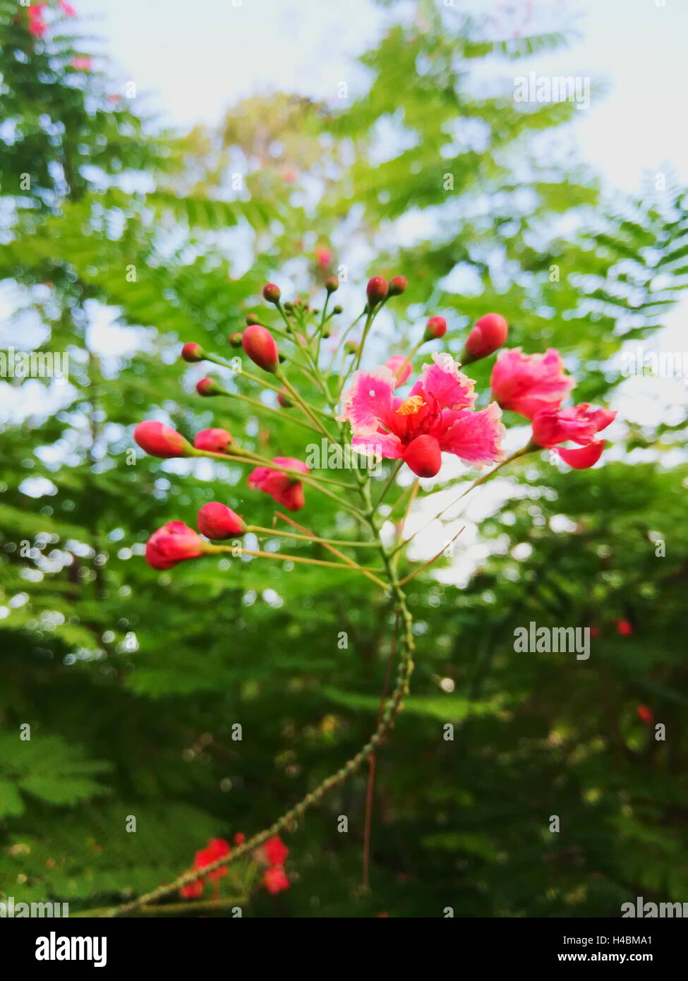 Poinciana, peacock flower, rosso uccello del paradiso, messicano uccello del paradiso, poinciana nana, orgoglio di Barbados, flamboyant-de-jar Foto Stock