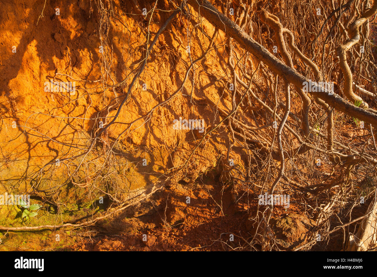 Un abstract close up su esposti radici di albero. Foto Stock