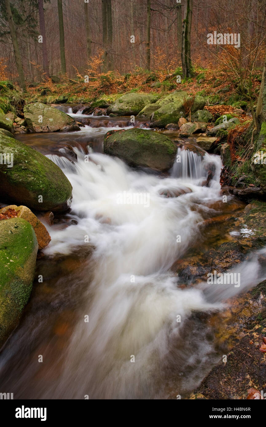 Rapids, Ilse, cascata, cascata Ilsetal, Harz, Parco Nazionale, autunno Foto Stock