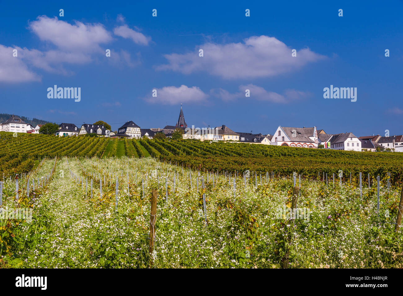 Germania, Hesse, Rheingau regione, la città di Oestrich-Winkel, distretto Hallgarten, vigneti, villaggio Foto Stock