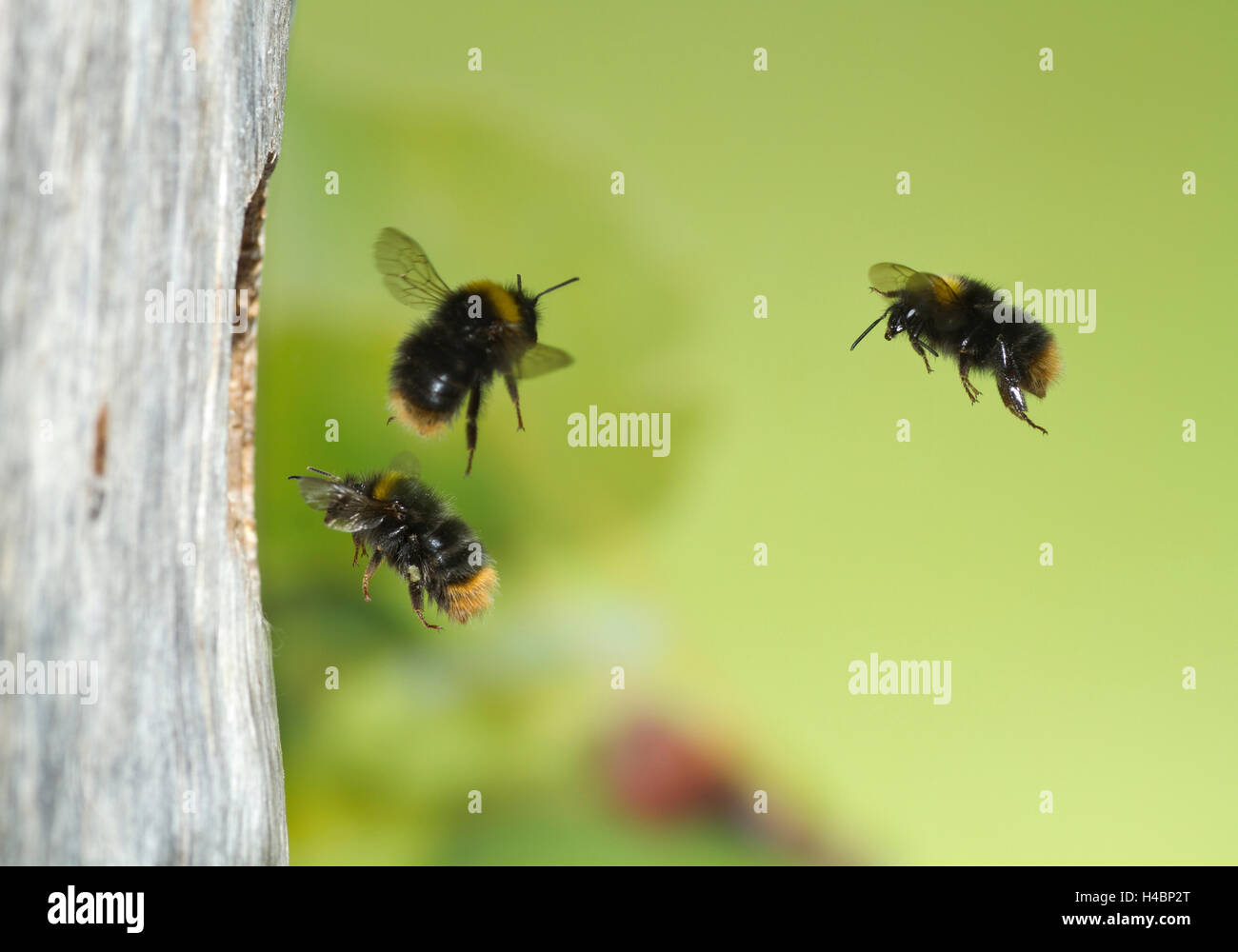 Presto i bombi, Bombus pratorum, in volo Foto Stock