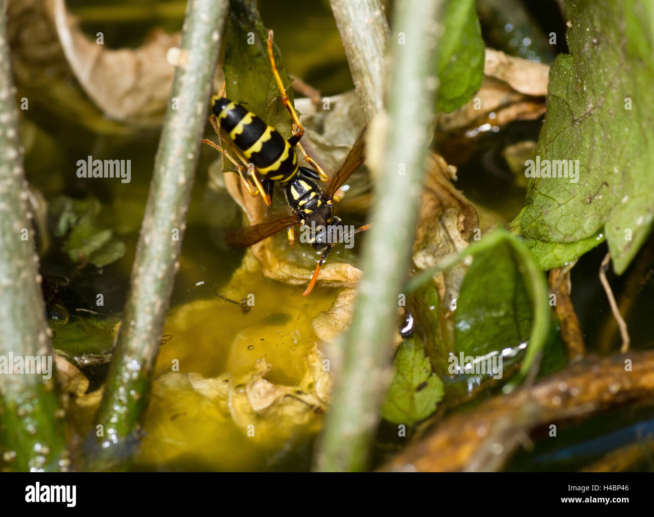 Carta europea wasp, Polistes dominula Foto Stock