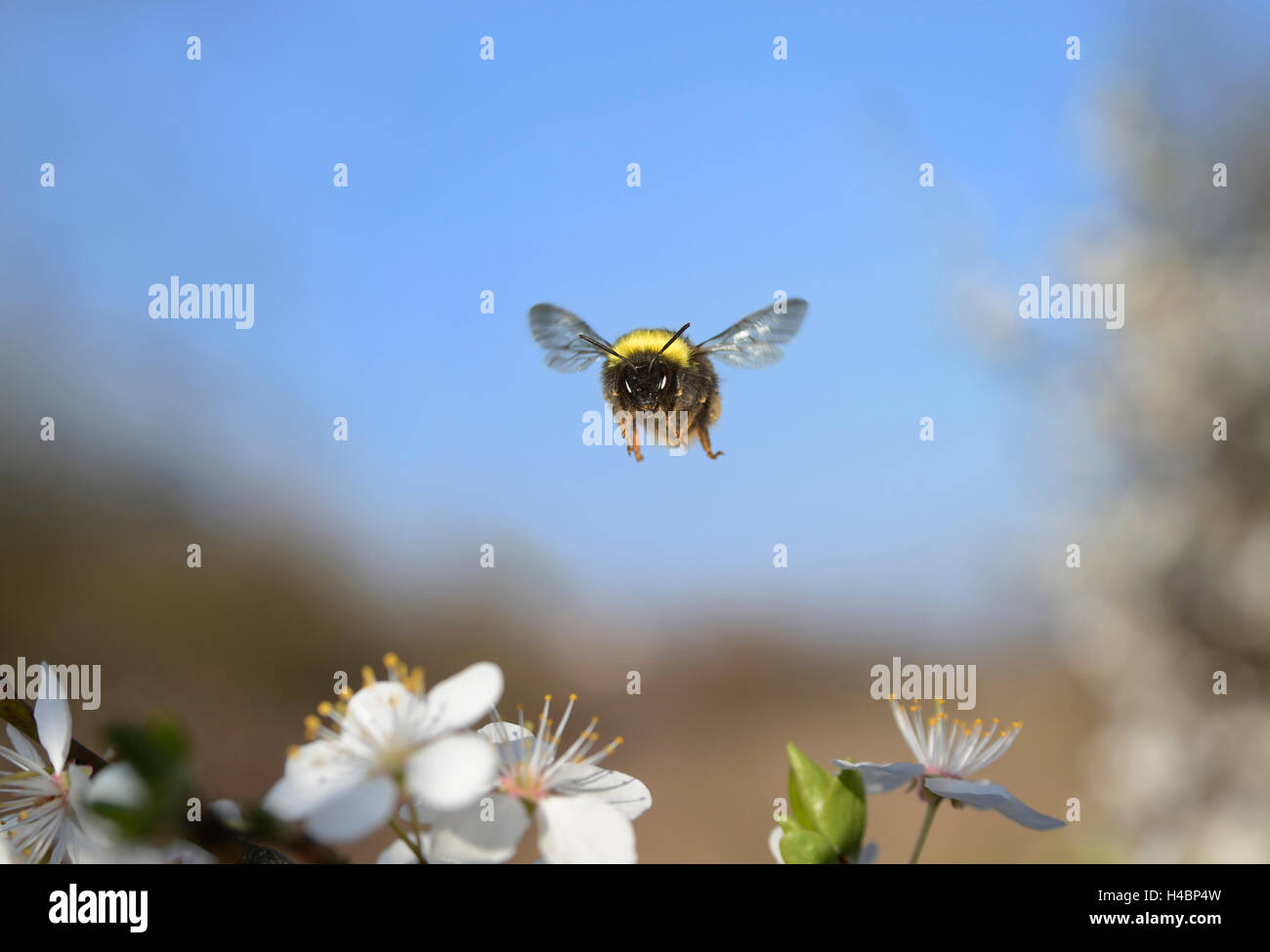 Inizio a Bumblebee, Bombus pratorum, in volo Foto Stock