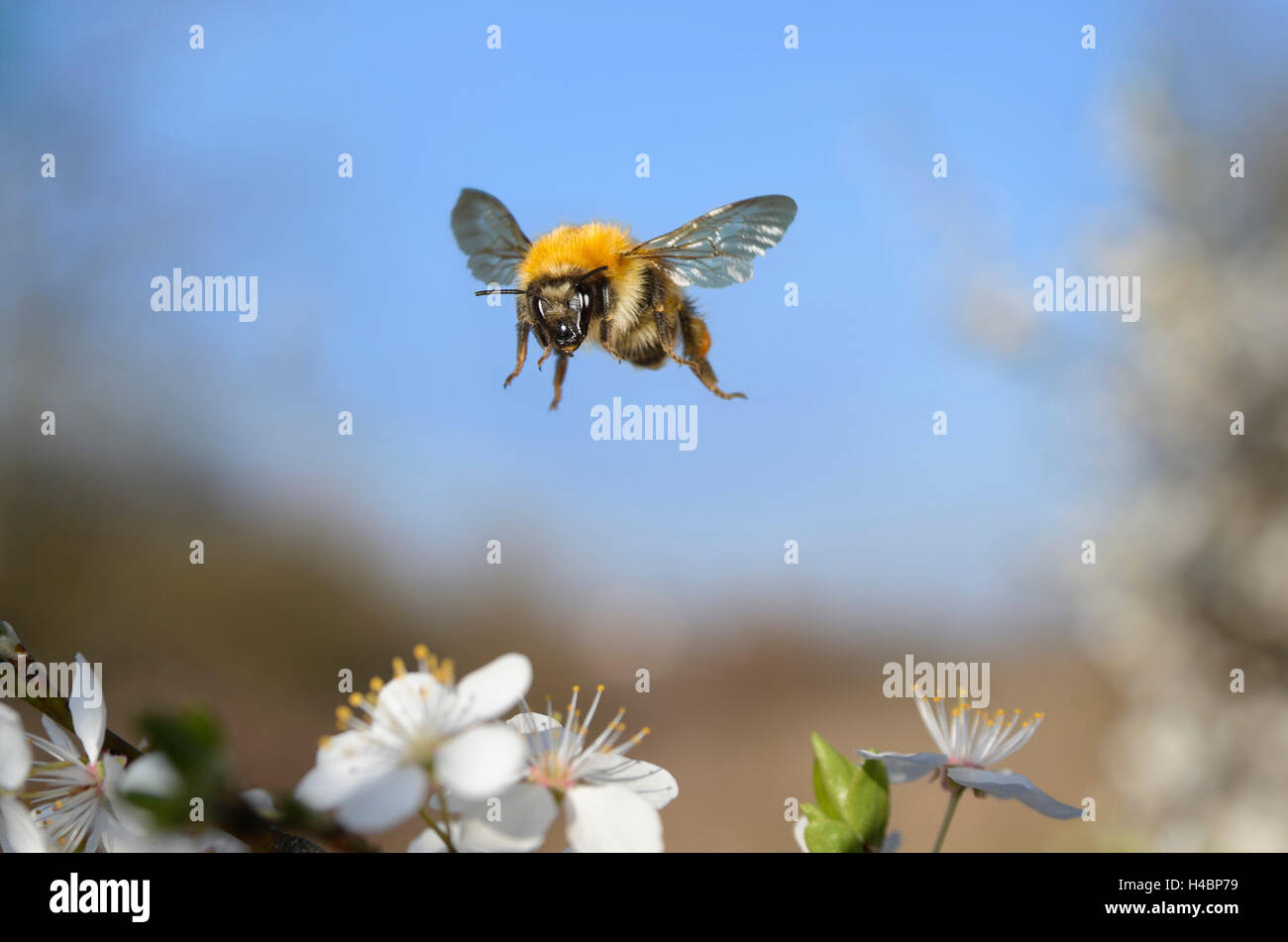 Carda comune bee, Bombus pascuorum, in volo Foto Stock