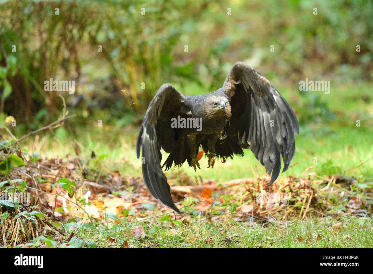 Lesser spotted eagle, Aquila pomarina, con testa, battenti Foto Stock Lesser spotted eagle, Aquila pomarina, con testa, battenti Foto Stock