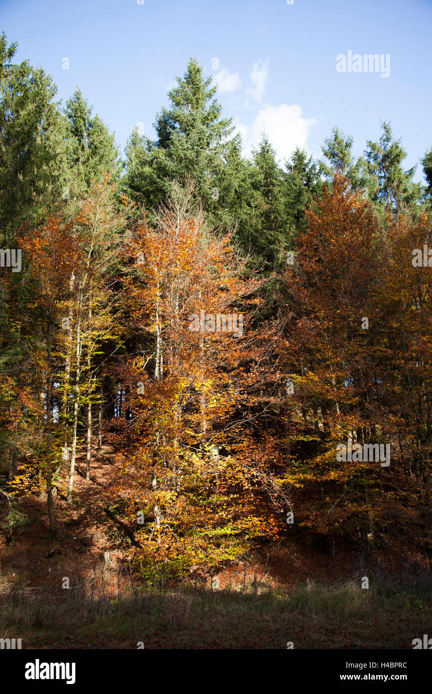 Faggi tra abeti rossi in autunno Foto Stock