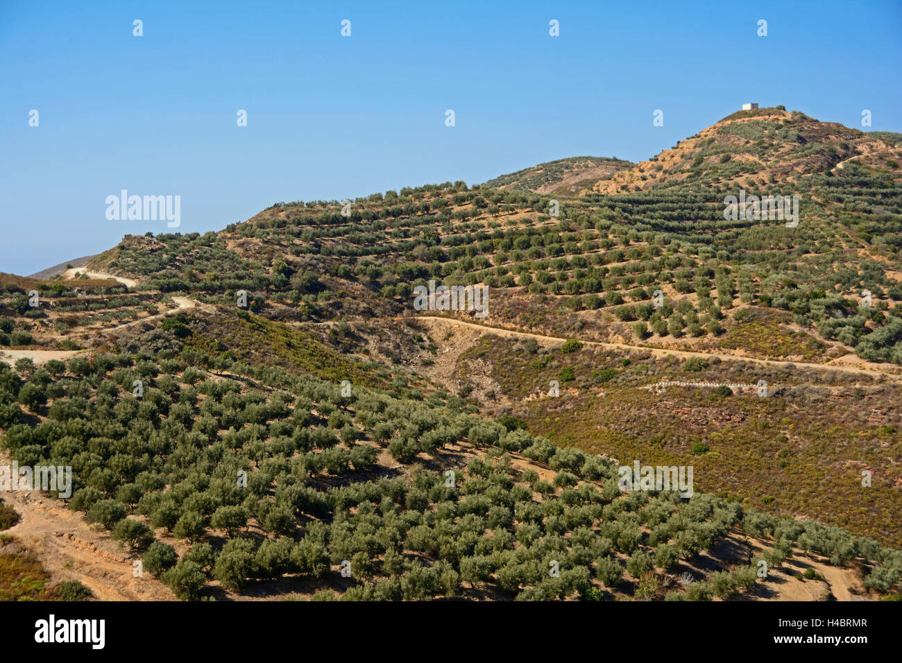 Creta, regione montuosa con alberi di olivo Foto Stock