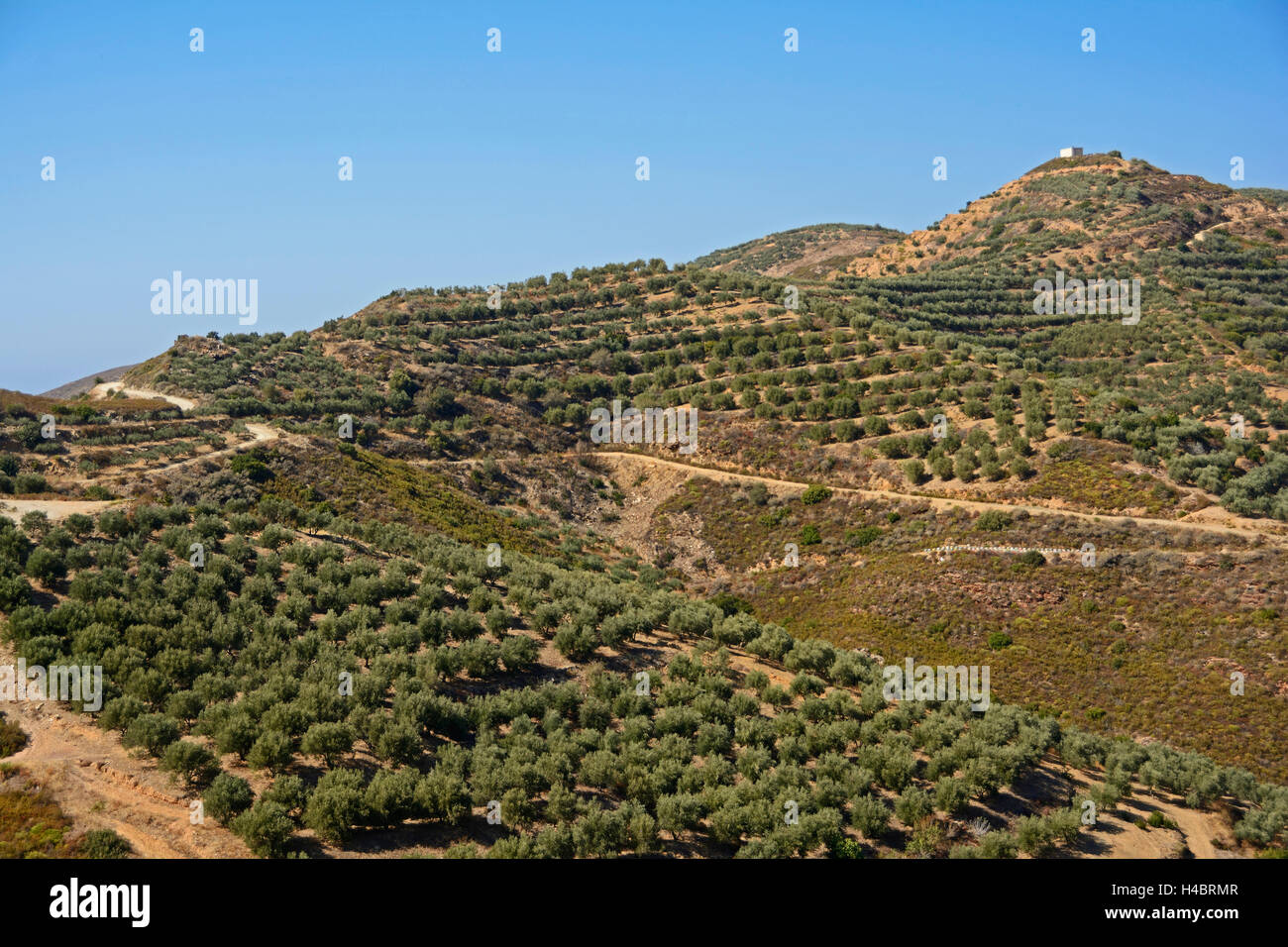 Creta, regione montuosa con alberi di olivo Foto Stock