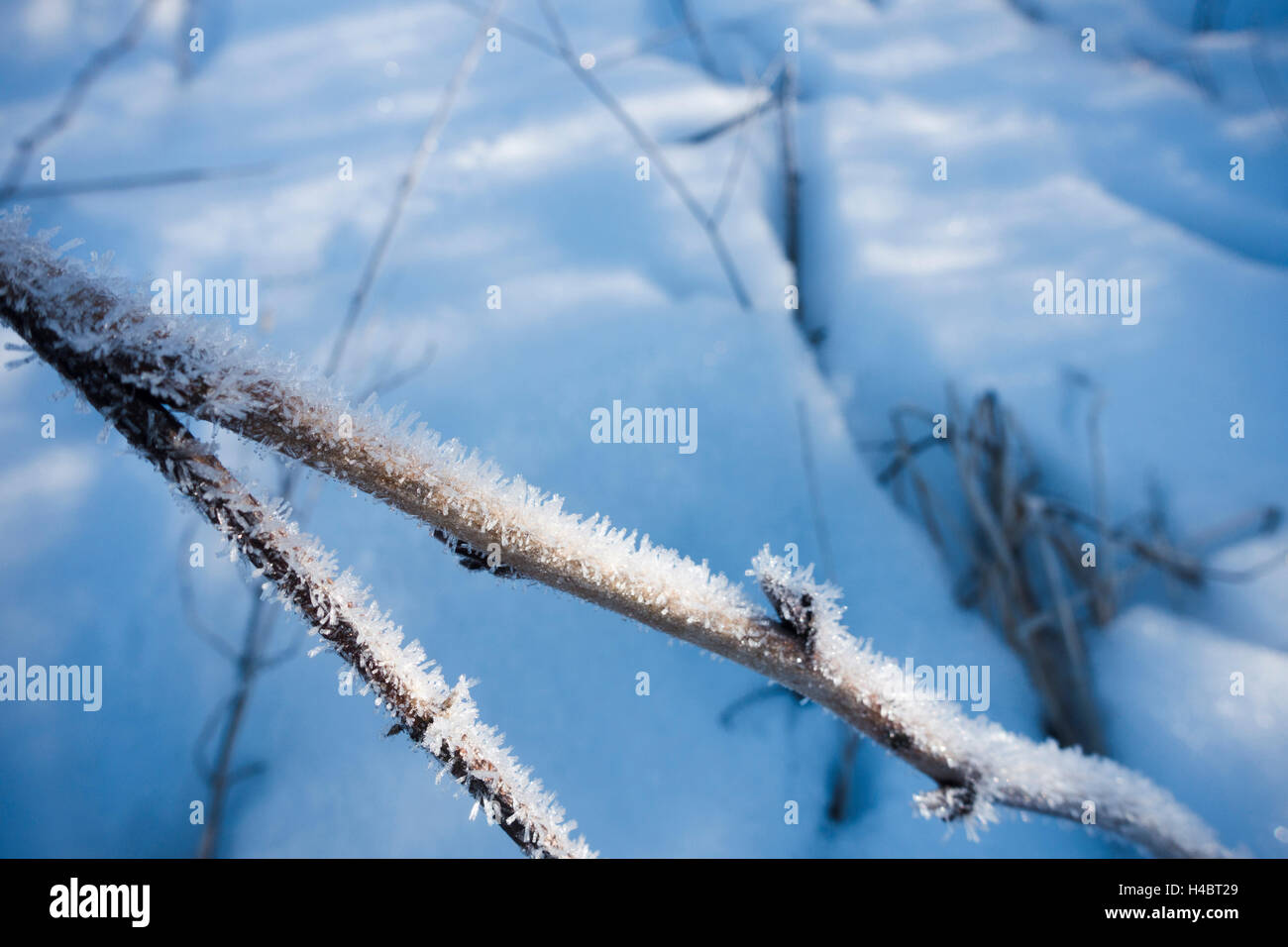I cristalli di ghiaccio su un ramo di fronte di neve Foto Stock