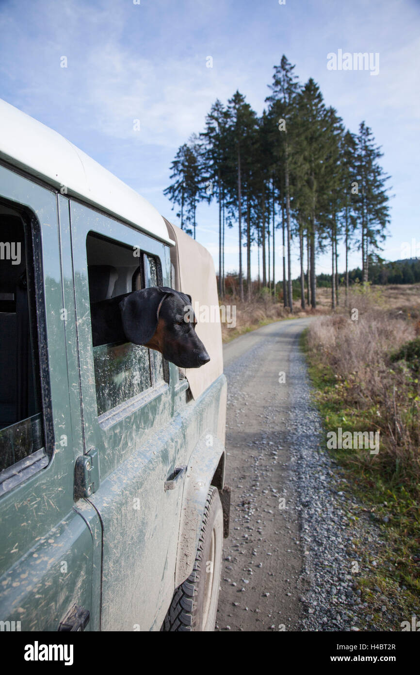 Cane Segugio polacco, guardando fuori da una sport utility nella finestra del veicolo Foto Stock