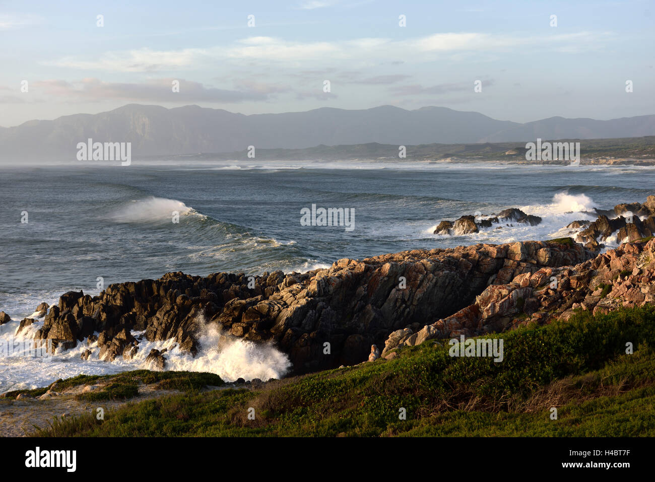 Grootbos Riserva Naturale, costiere landscpae vicino a De Kelders, Sud Africa, Western Cape Foto Stock