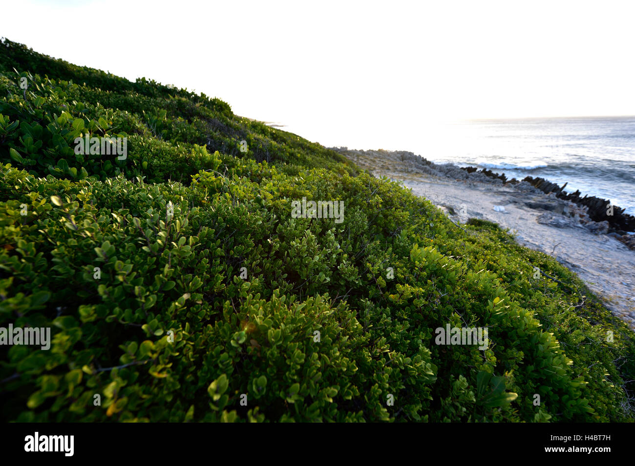 Grootbos Riserva Naturale, costiere landscpae vicino a De Kelders, Sud Africa, Western Cape Foto Stock