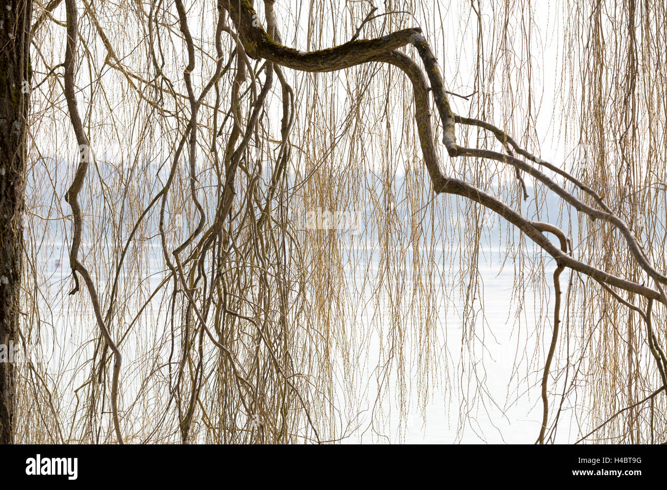 Moss-coperto a rami di un albero in riva al lago di Costanza e la sponda opposta Foto Stock