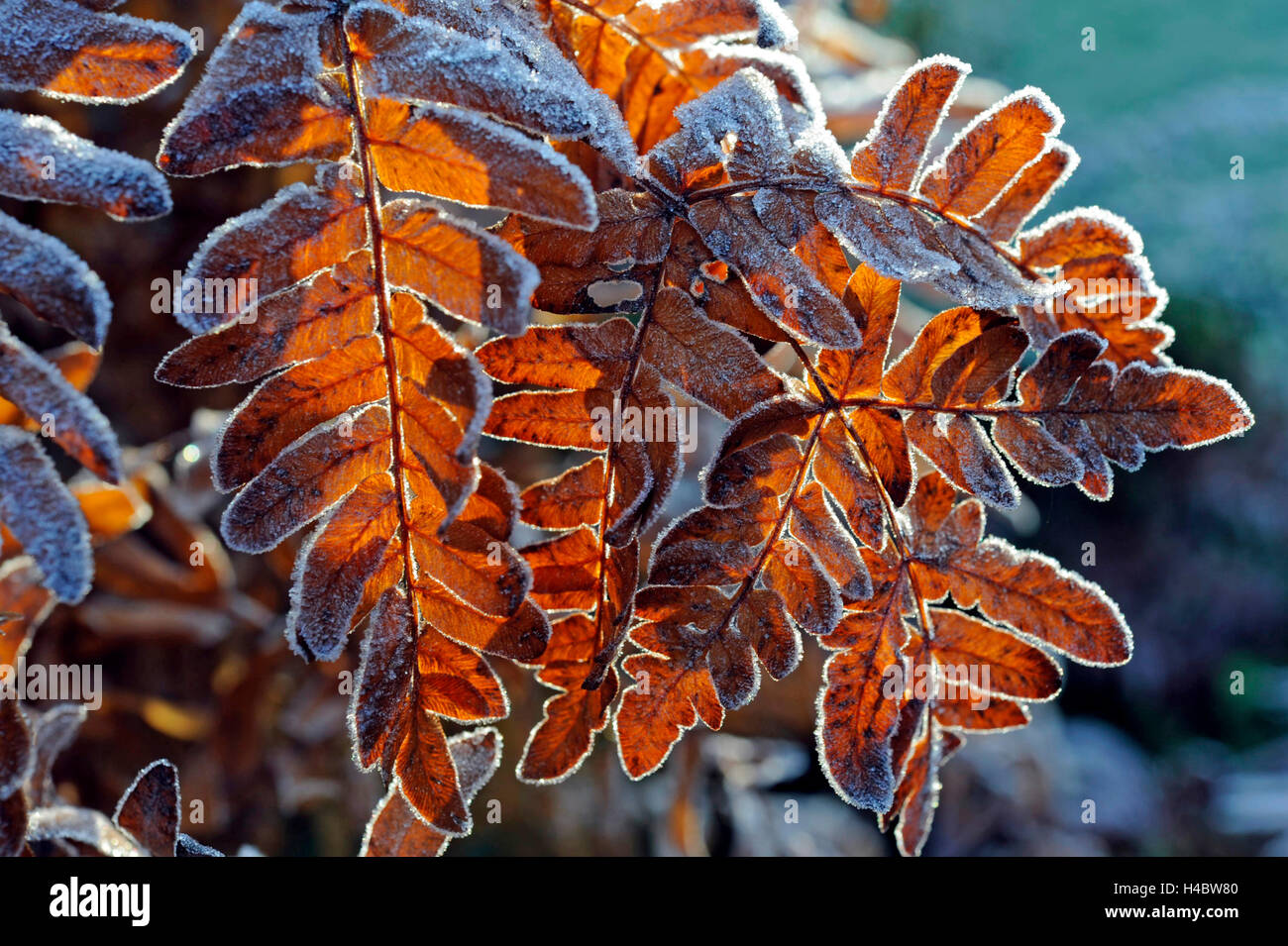 Frost coperto di foglie di felce del decoro royal, felce Osmunda regalis, giardino, inverno, Foto Stock
