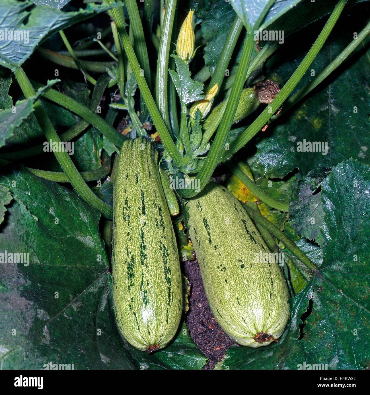 Crema di zucca verde frutti, una sottospecie di squash Cucurbita pepo, Foto Stock