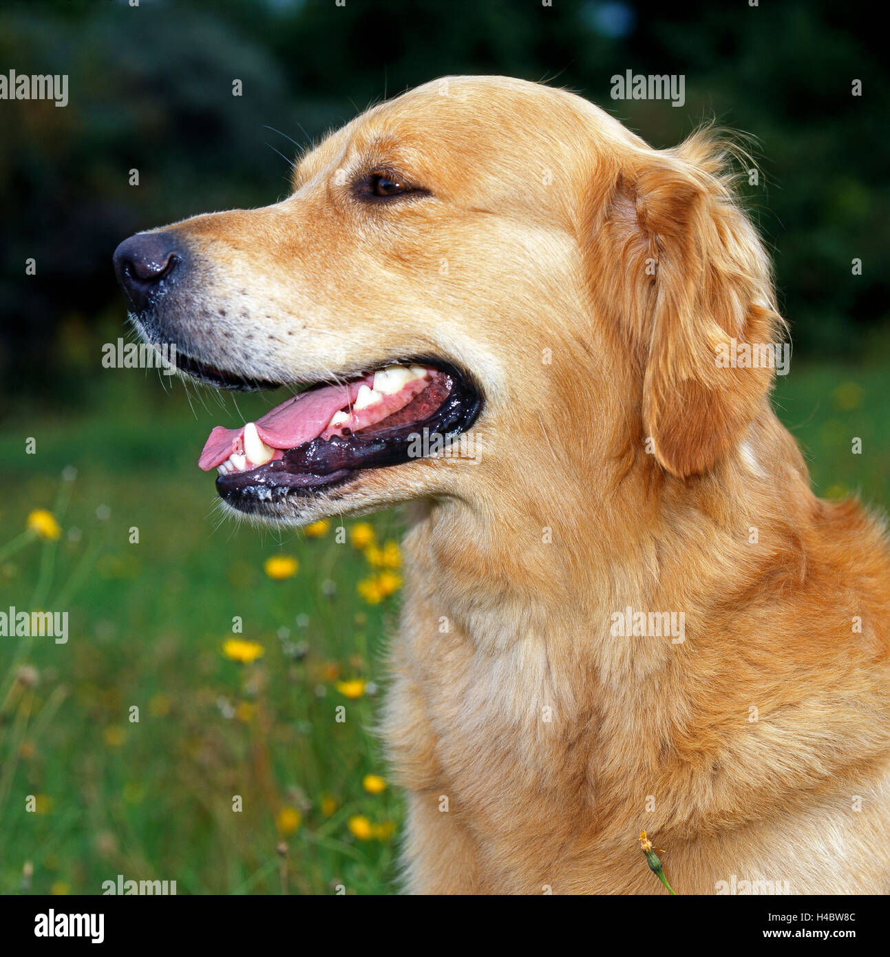Cane, Golden Retriever, prato, sdraiato, Foto Stock