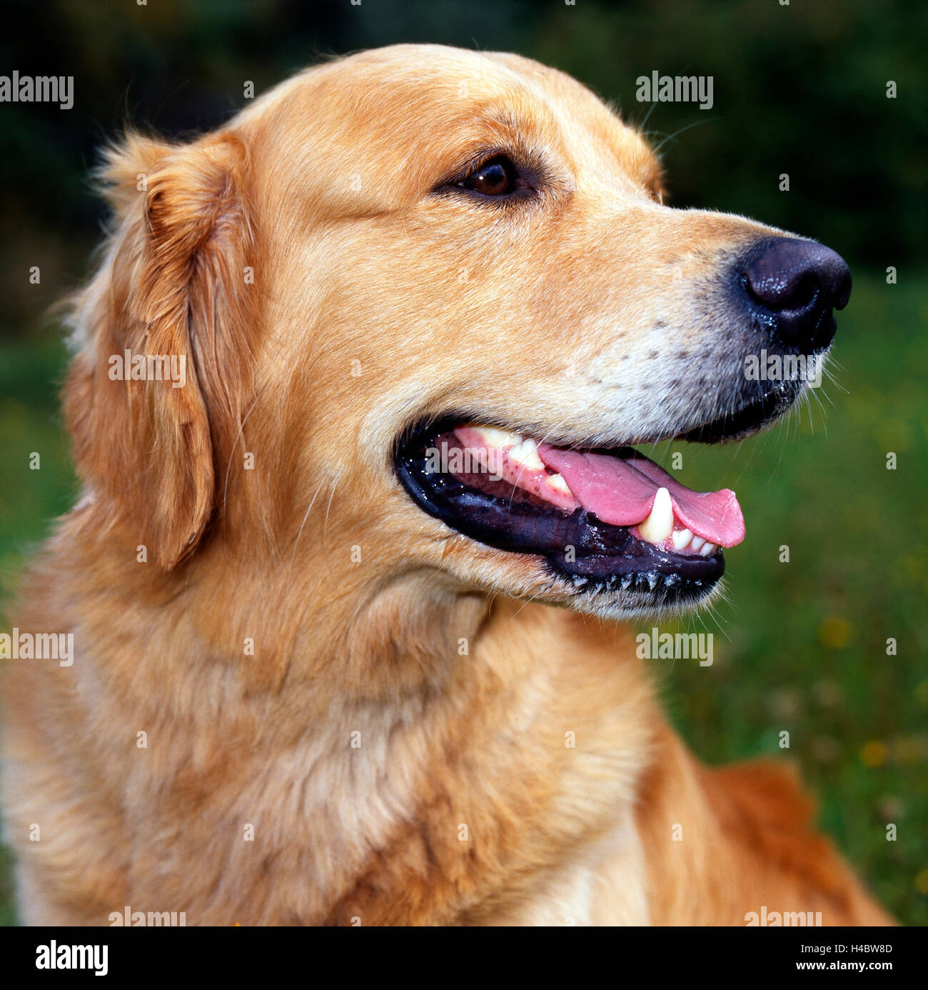 Cane, Golden Retriever, prato, sdraiato, Foto Stock