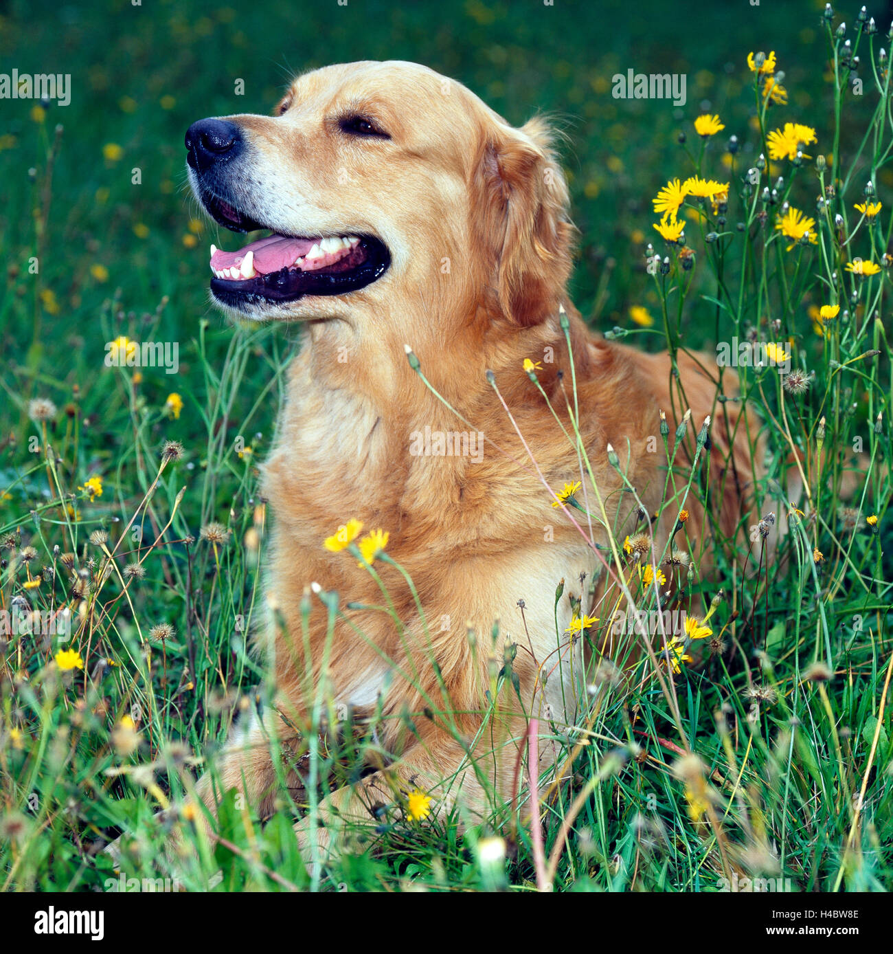 Cane, Golden Retriever, ritratto, Foto Stock