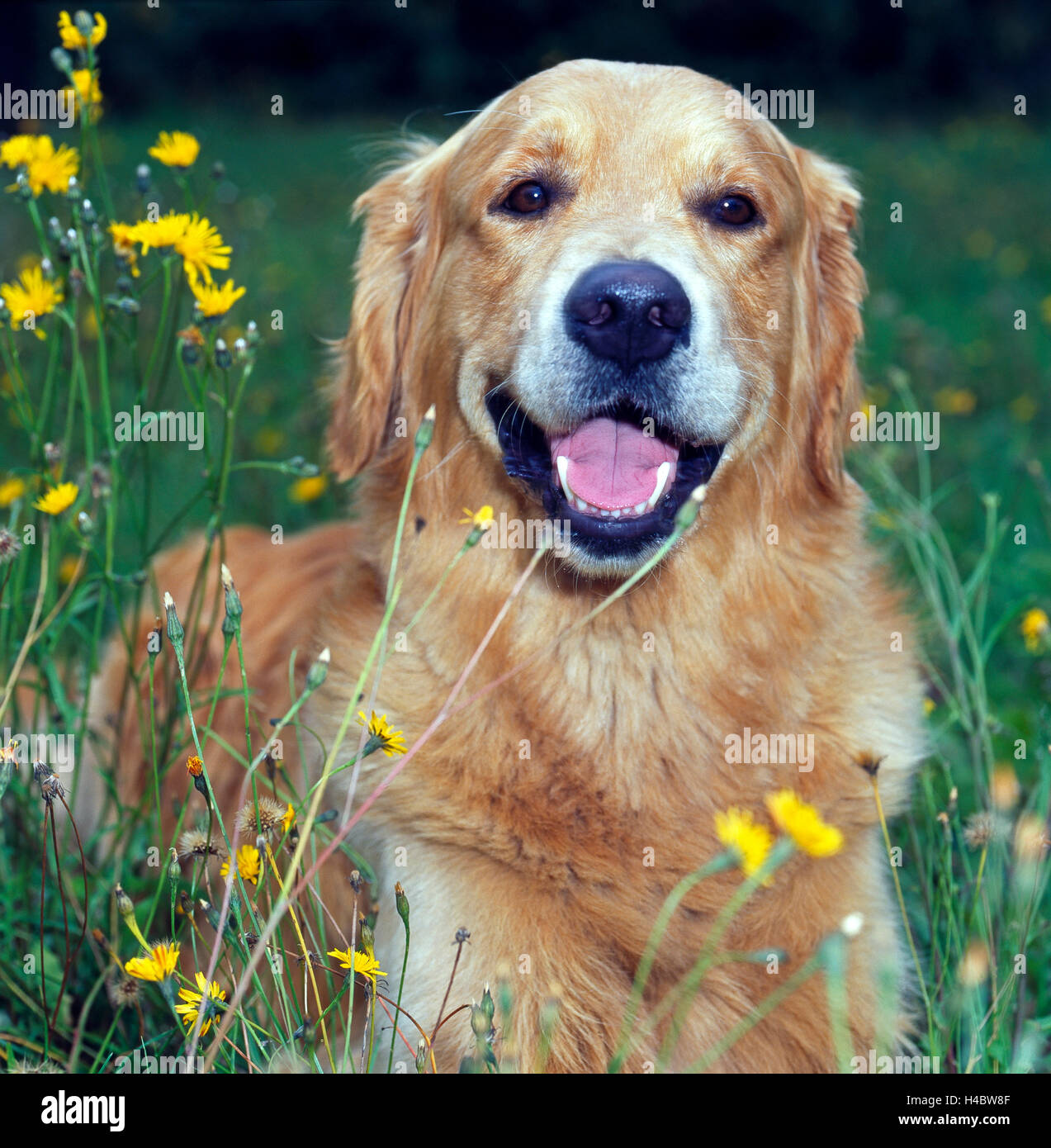 Cane, Golden Retriever, ritratto, Foto Stock