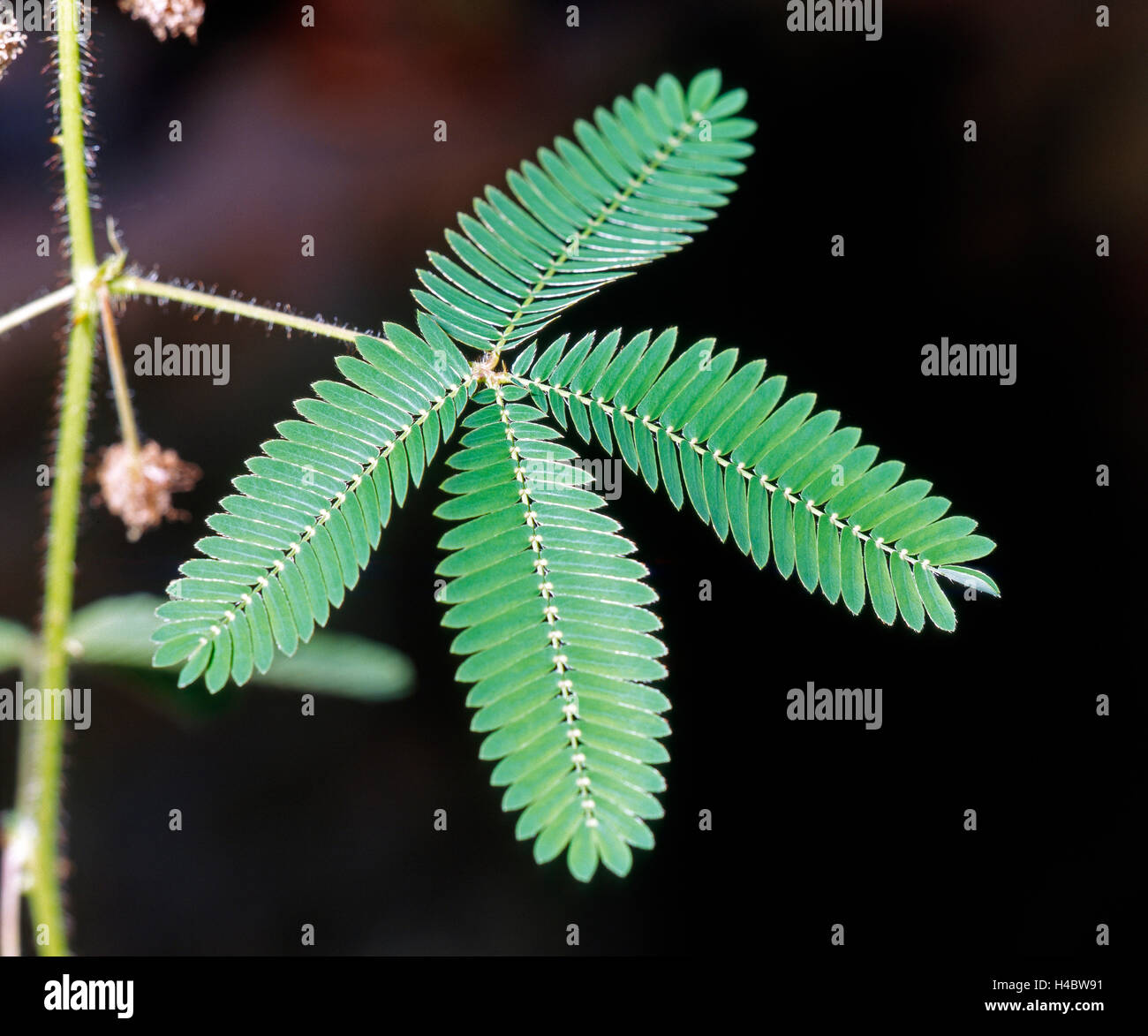 Impianto sensibili, Mimosa pudica, pinnate foglie, unirritated membro Foto Stock