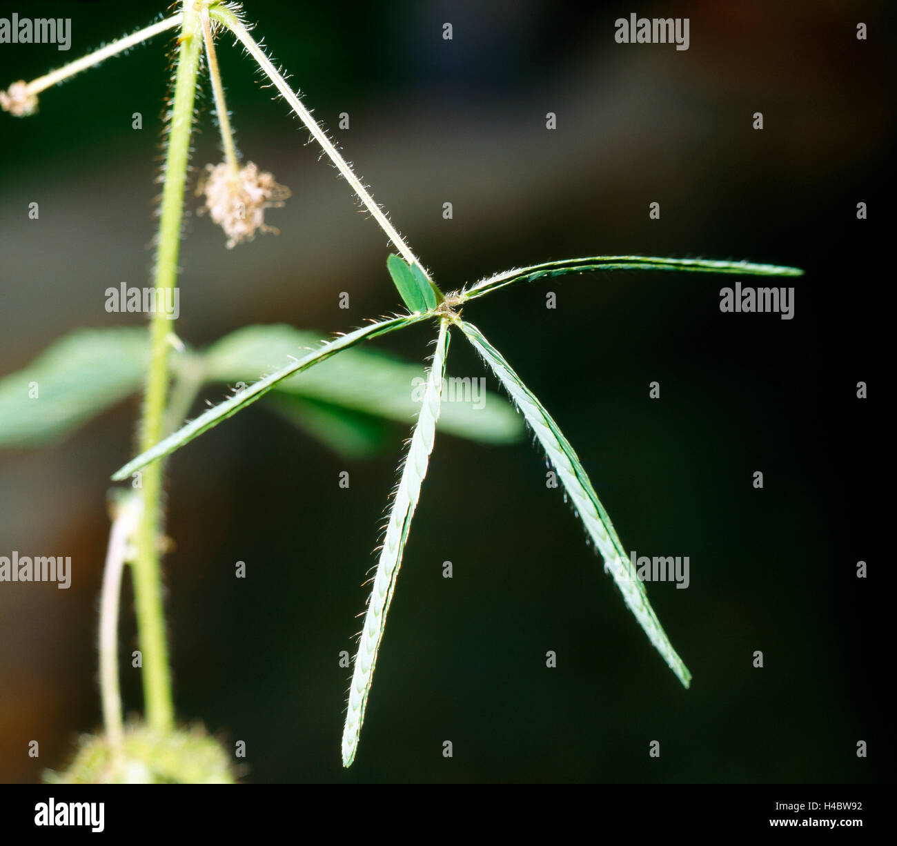 Impianto sensibili, Mimosa pudica, irritazione meccanica, foglie, Rhachis, pinna, ripiegati verso il basso Foto Stock