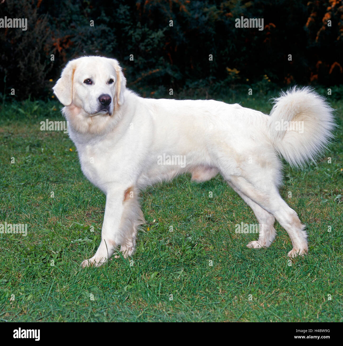 Il Tatra Mountain sheepdog, anche il polacco di Tatra Sheepdog, in precedenza un sheepdog, oggi watchdog e cane di famiglia, Foto Stock