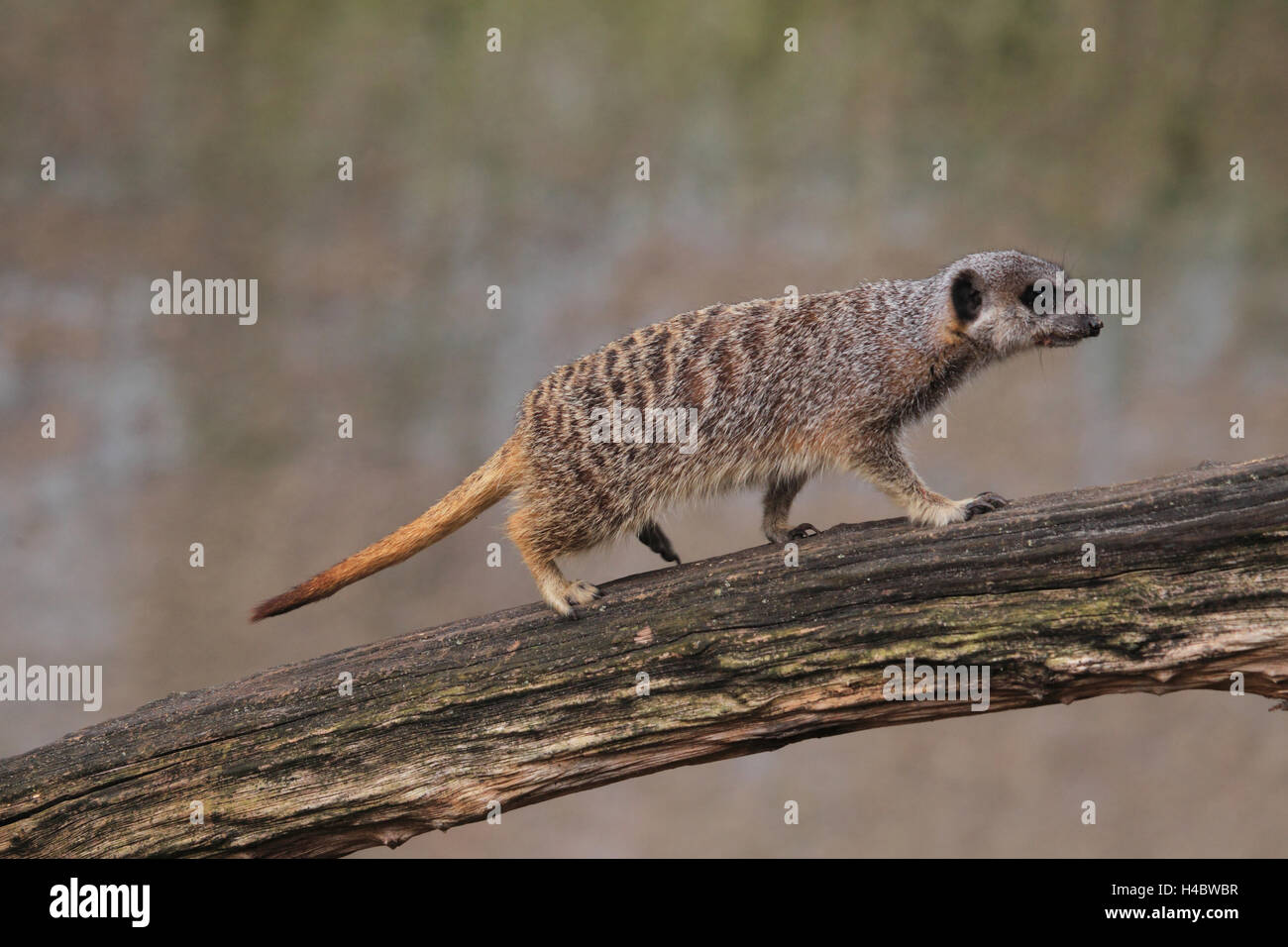 Meerkat, Suricata suricata Foto Stock