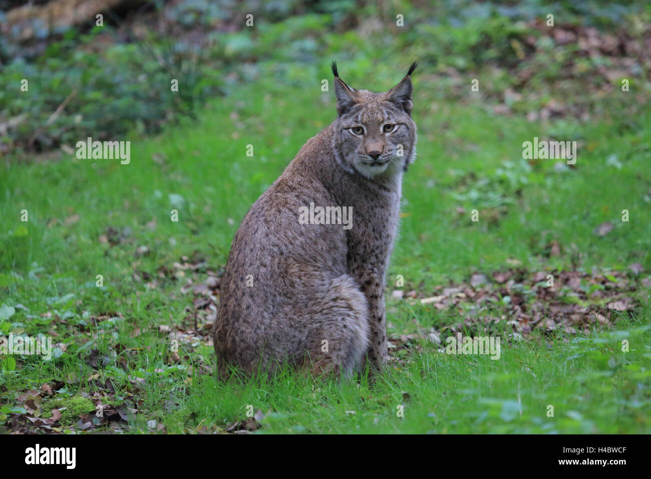 Lince europea, Felis lynx lynx Foto Stock