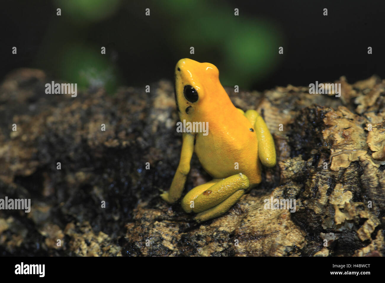 Golden poison frog, Phyllobates terribilis Foto Stock