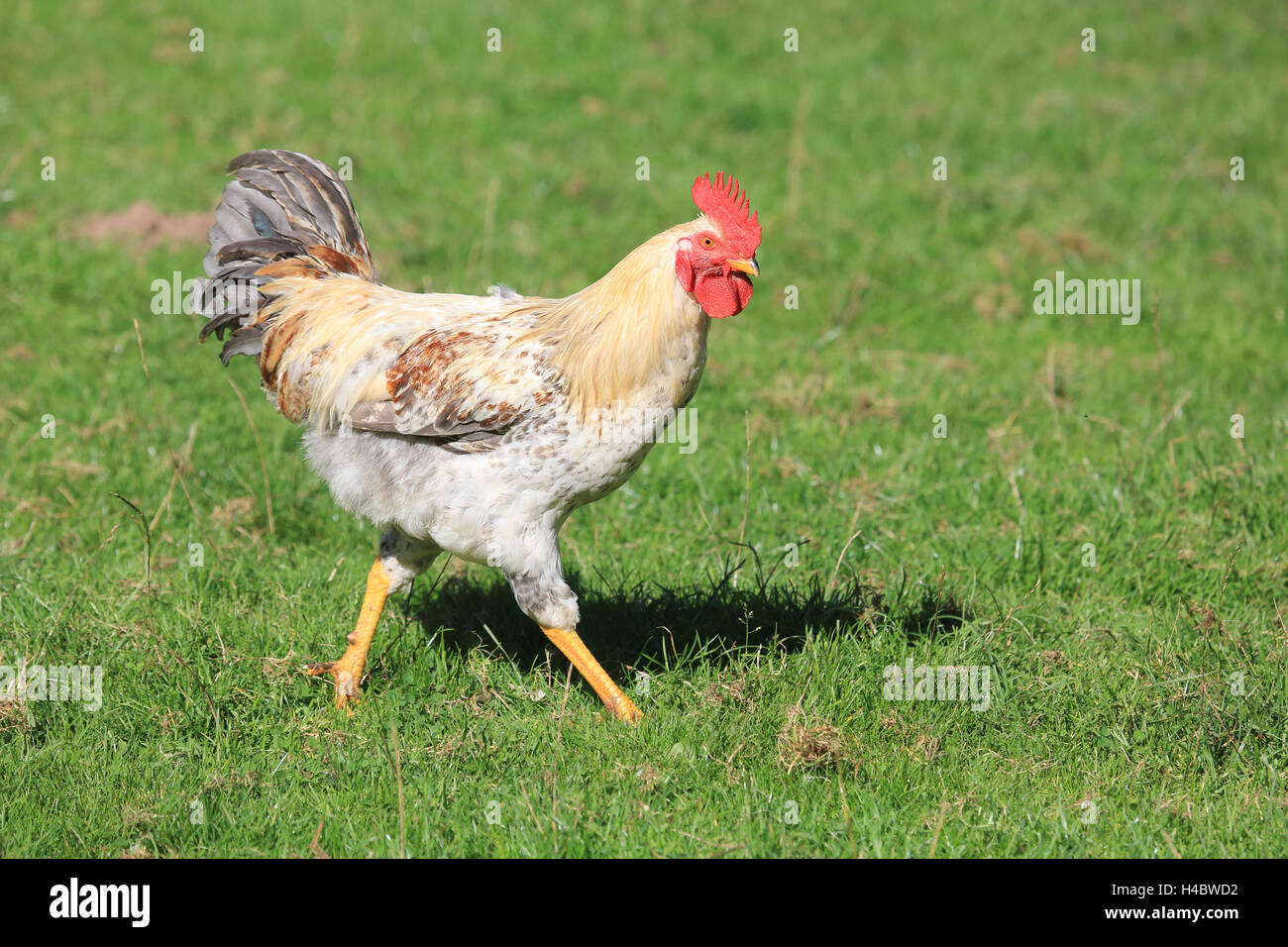 Pollo Gallus gallus domesticus Foto Stock