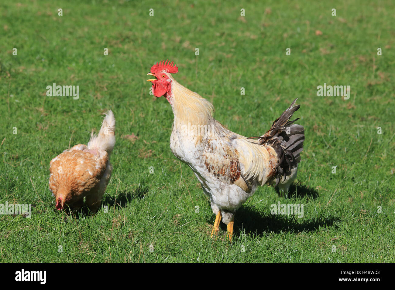 Pollo, rooster incoronazione, Gallus gallus domesticus Foto Stock